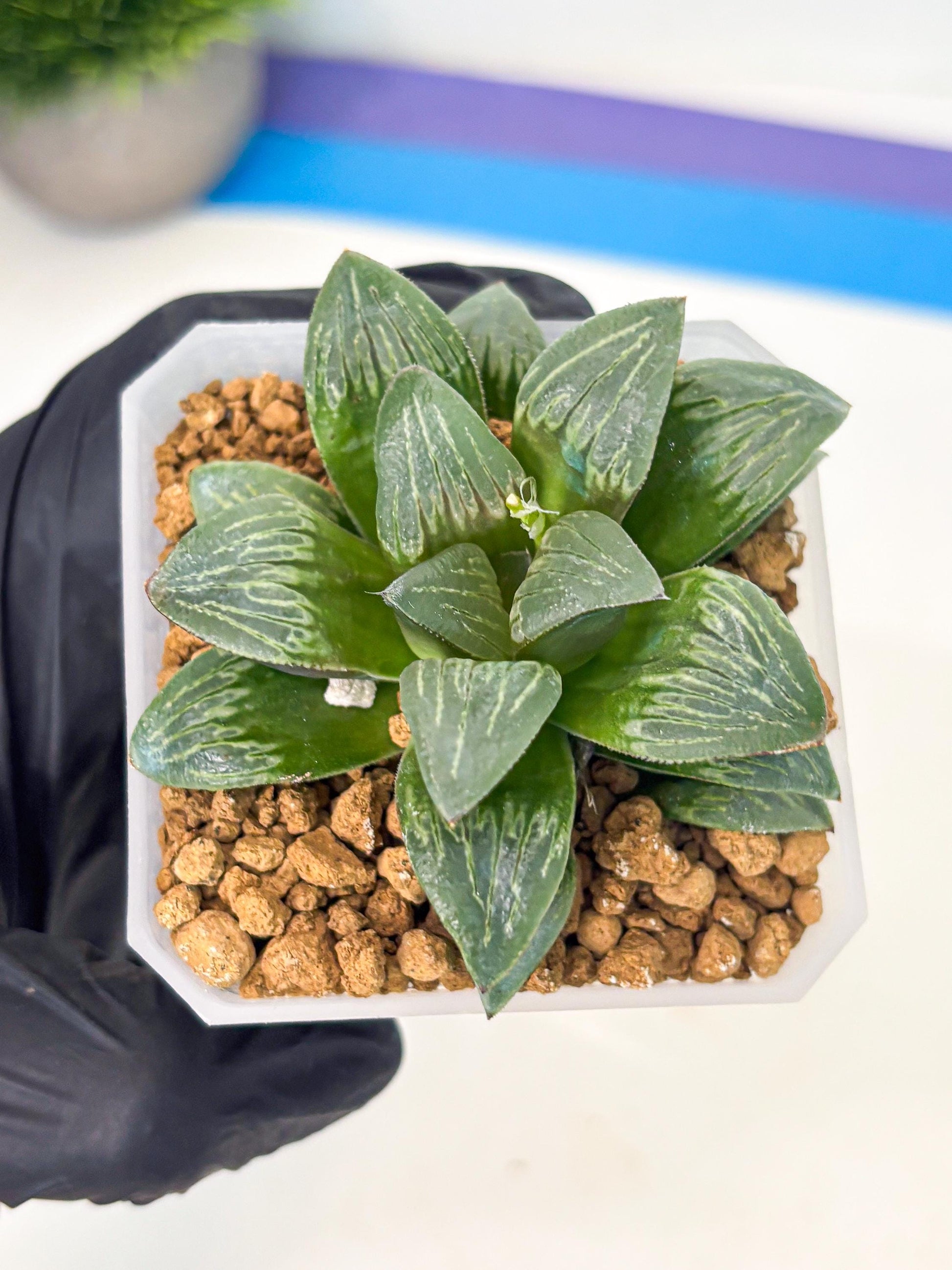 Haworthia Bai Guafu (wa3) (g6) | Hong Kong Rare Species