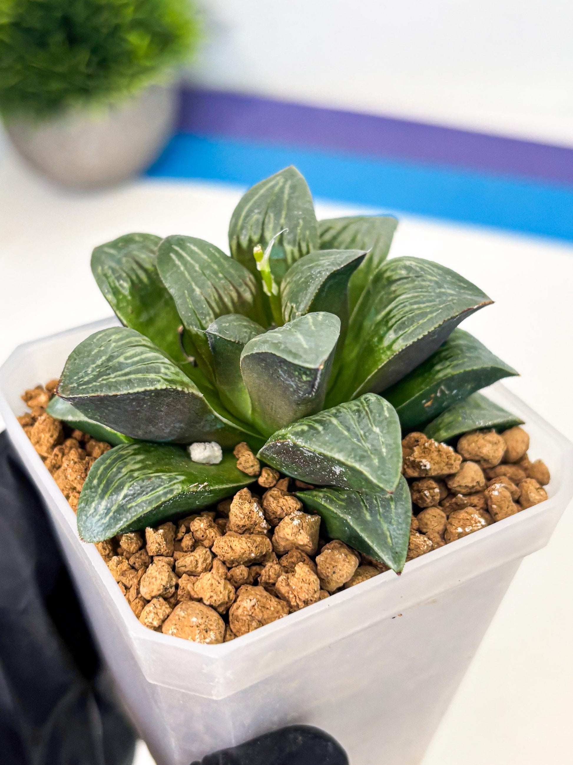Haworthia Bai Guafu (wa3) (g6) | Hong Kong Rare Species