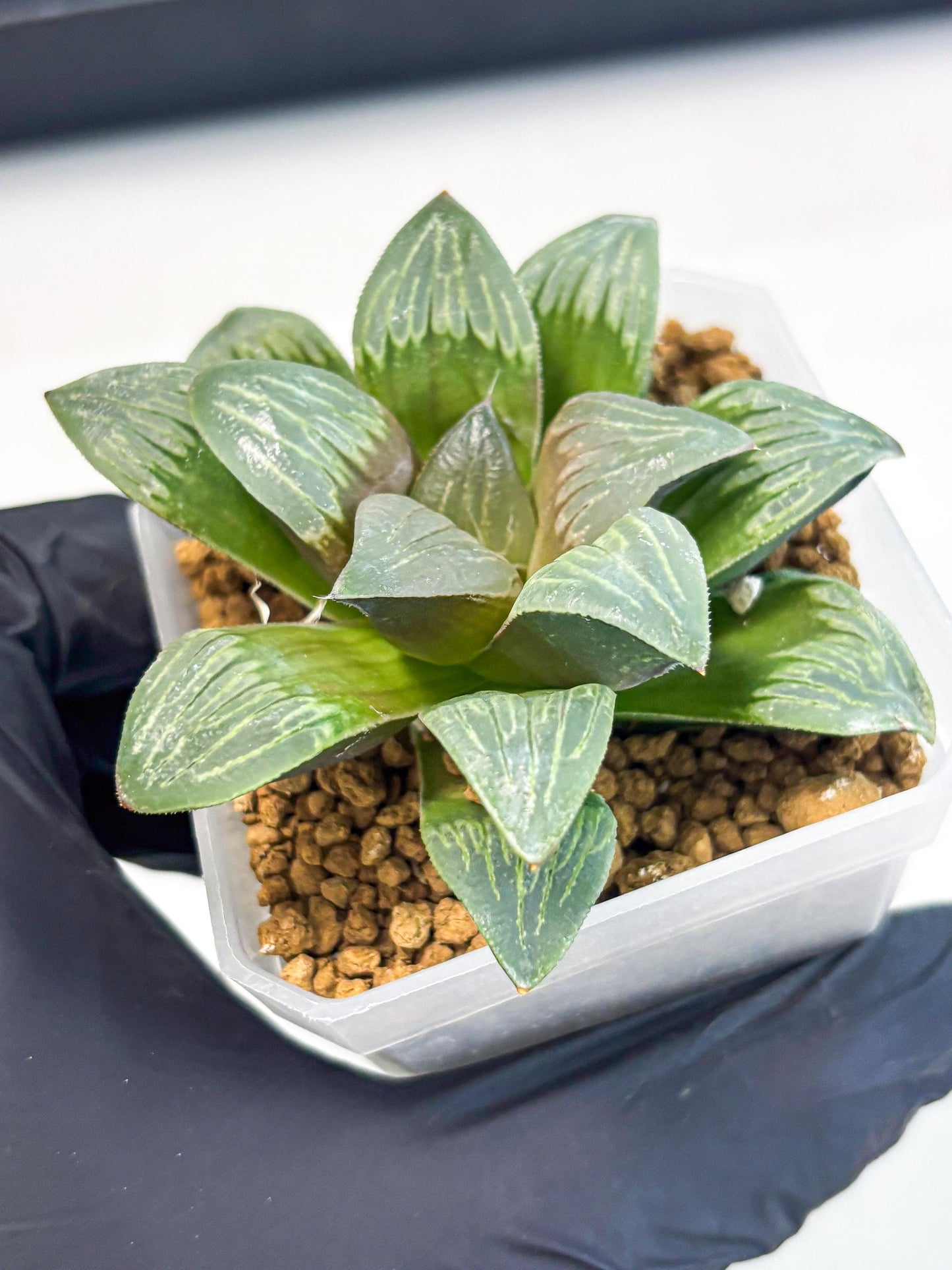 Haworthia Bai Guafu (wa3) (g7) | Hong Kong Rare Species