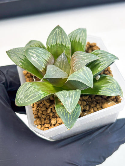 Haworthia Bai Guafu (wa3) (g7) | Hong Kong Rare Species