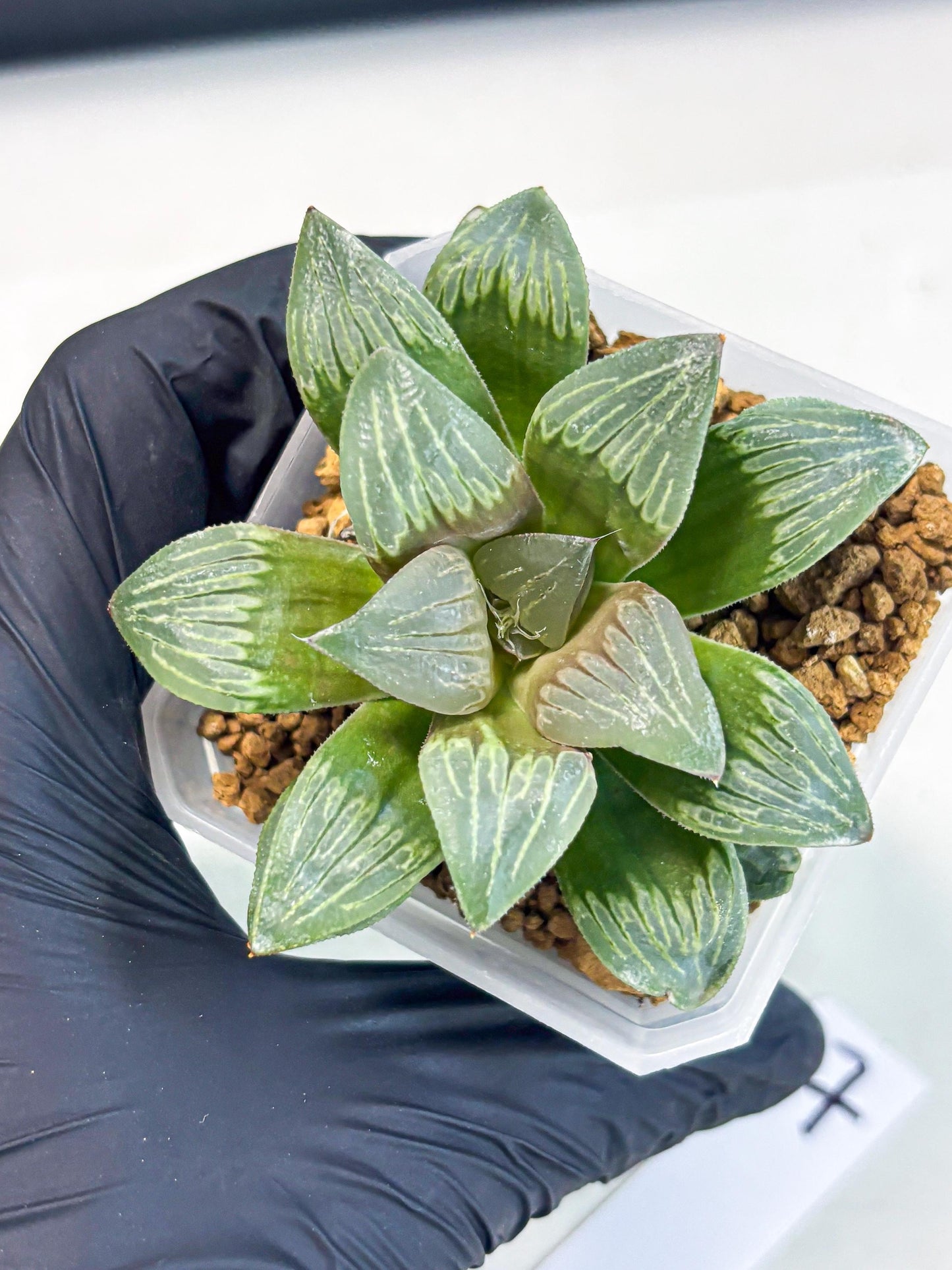 Haworthia Bai Guafu (wa3) (g7) | Hong Kong Rare Species