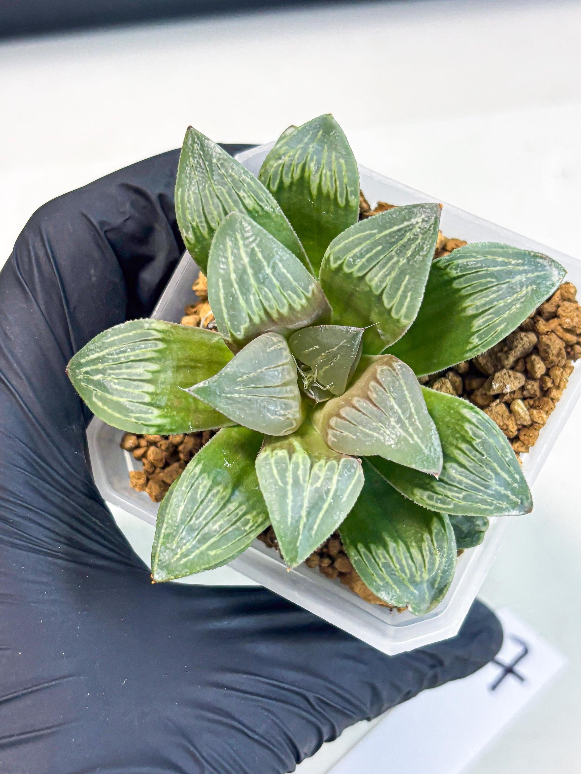 Haworthia Bai Guafu (wa3) (g7) | Hong Kong Rare Species