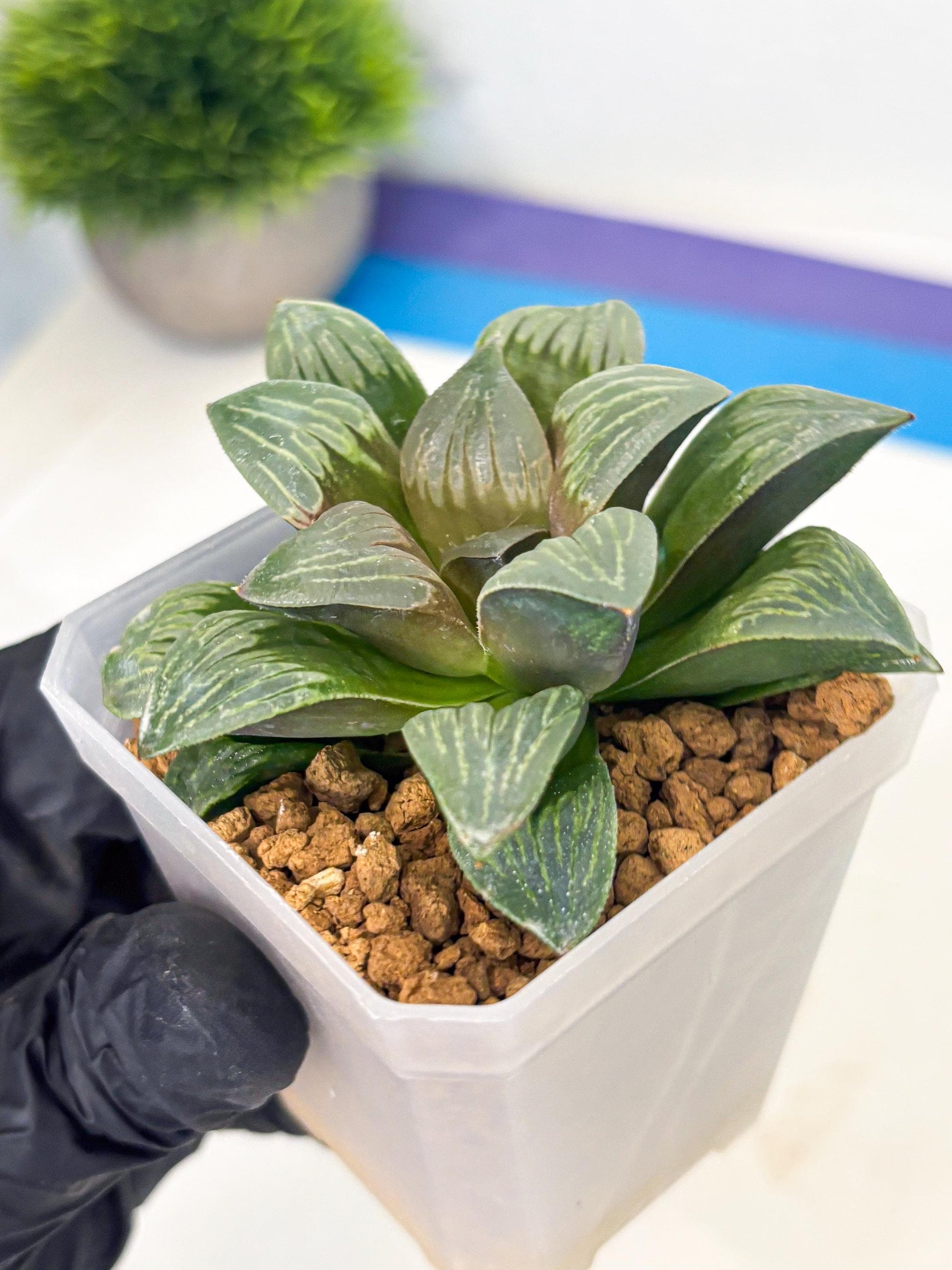 Haworthia Bai Guafu (wa3) (g7) | Hong Kong Rare Species