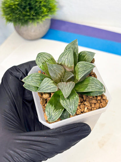 Haworthia Bai Guafu (wa3) (g7) | Hong Kong Rare Species