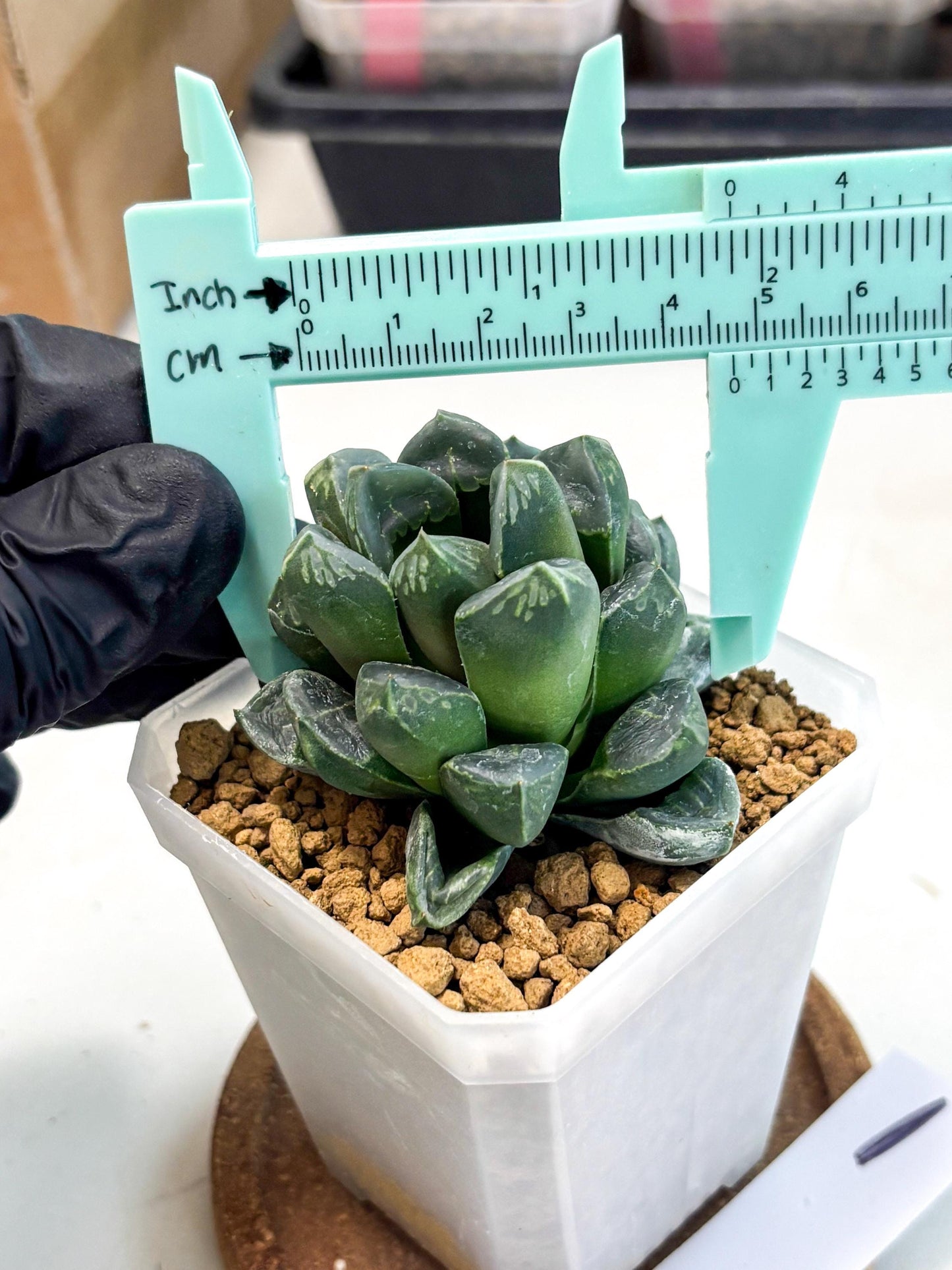 Haworthia Mutant ex. Japan (wa1) (1) | South Korea Import | Succulent