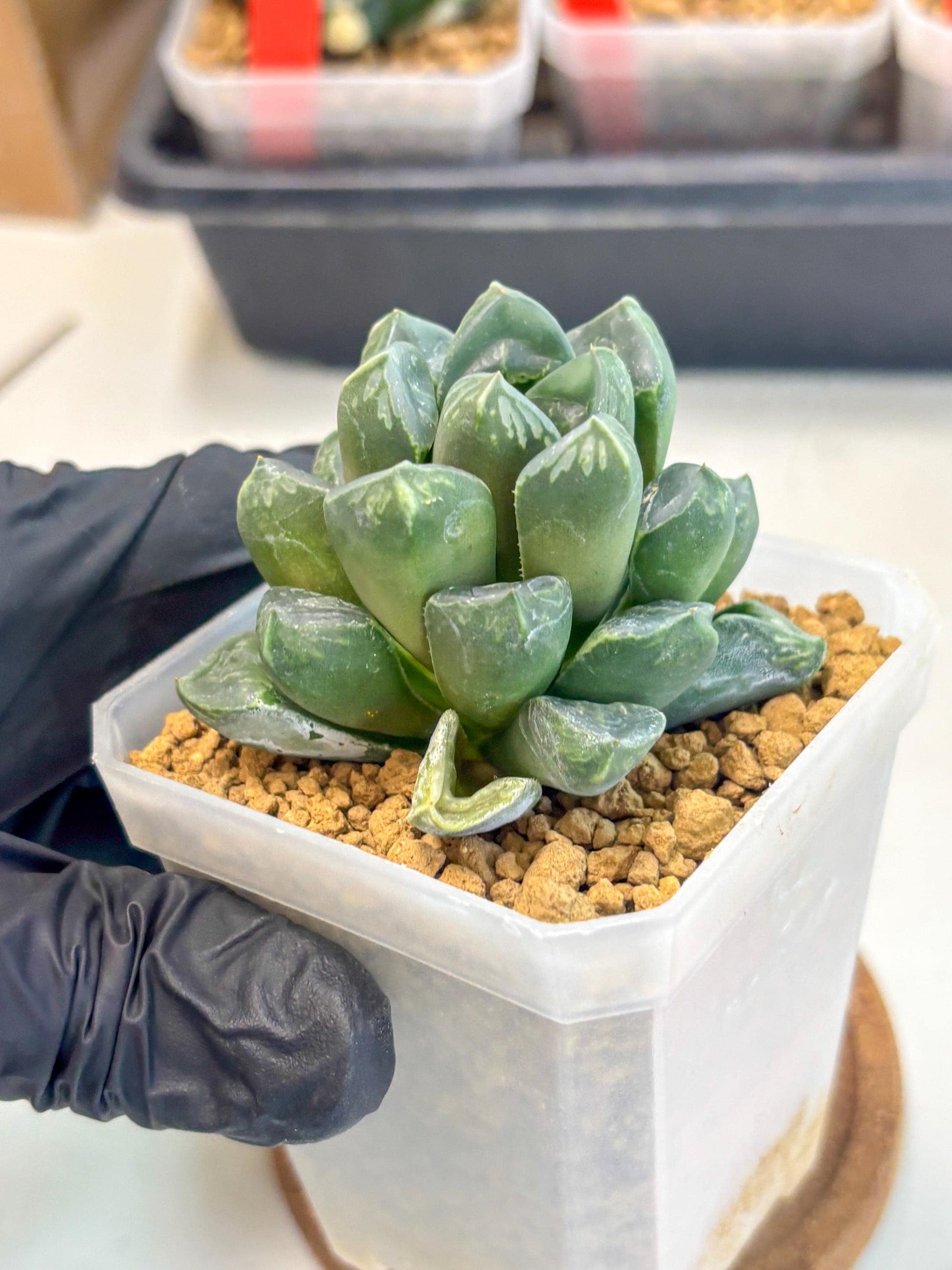 Haworthia Mutant ex. Japan (wa1) (1) | South Korea Import | Succulent