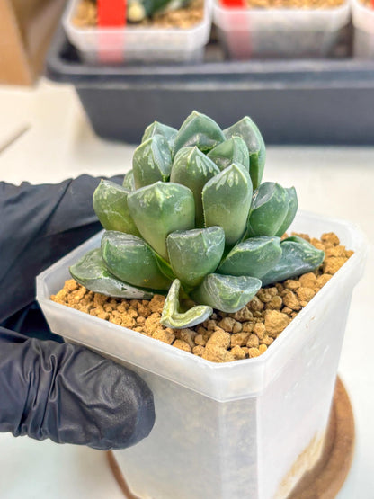Haworthia Mutant ex. Japan (wa1) (1) | South Korea Import | Succulent