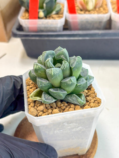 Haworthia Mutant ex. Japan (wa1) (1) | South Korea Import | Succulent