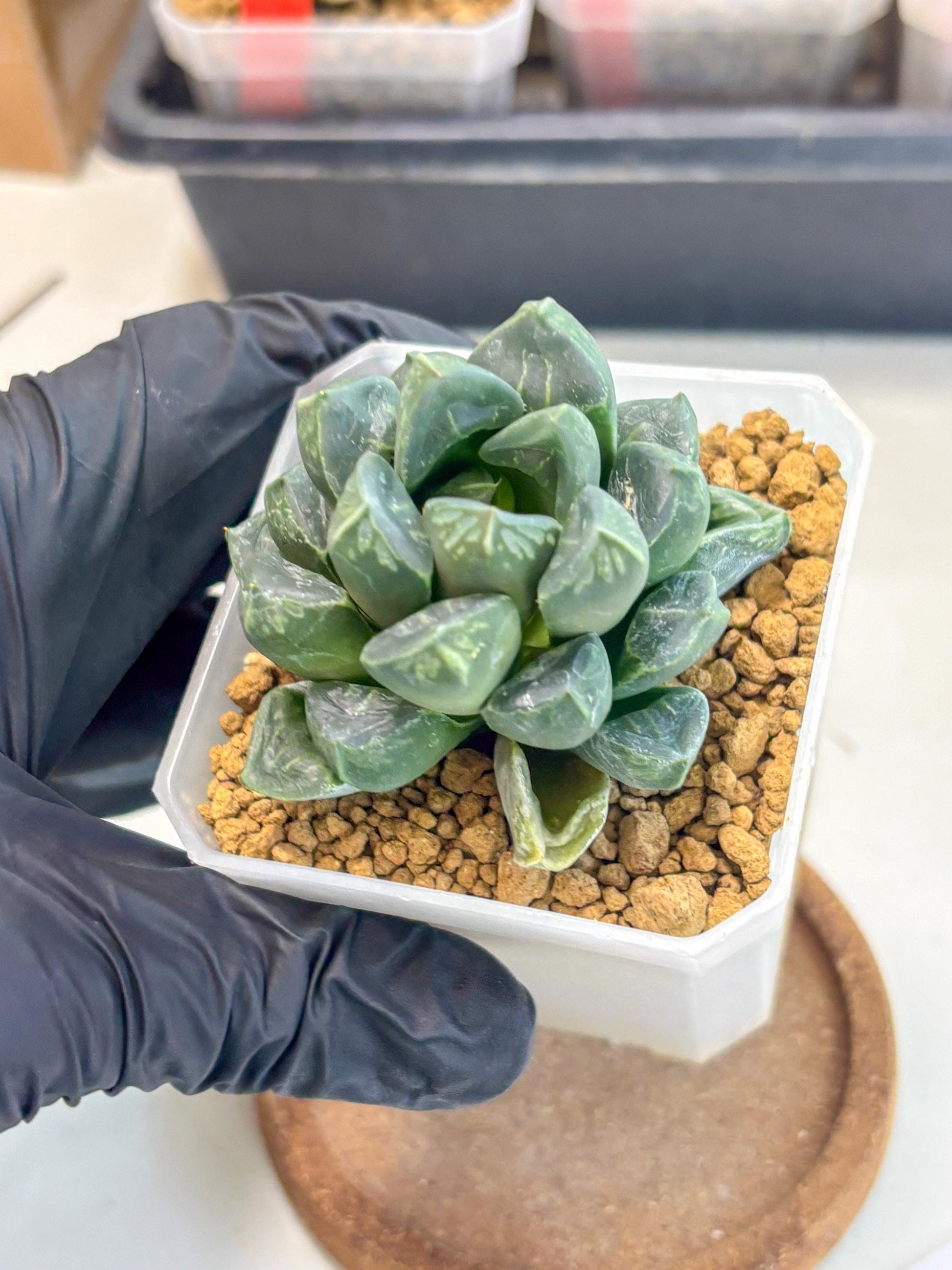 Haworthia Mutant ex. Japan (wa1) (1) | South Korea Import | Succulent
