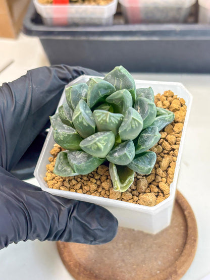 Haworthia Mutant ex. Japan (wa1) (1) | South Korea Import | Succulent