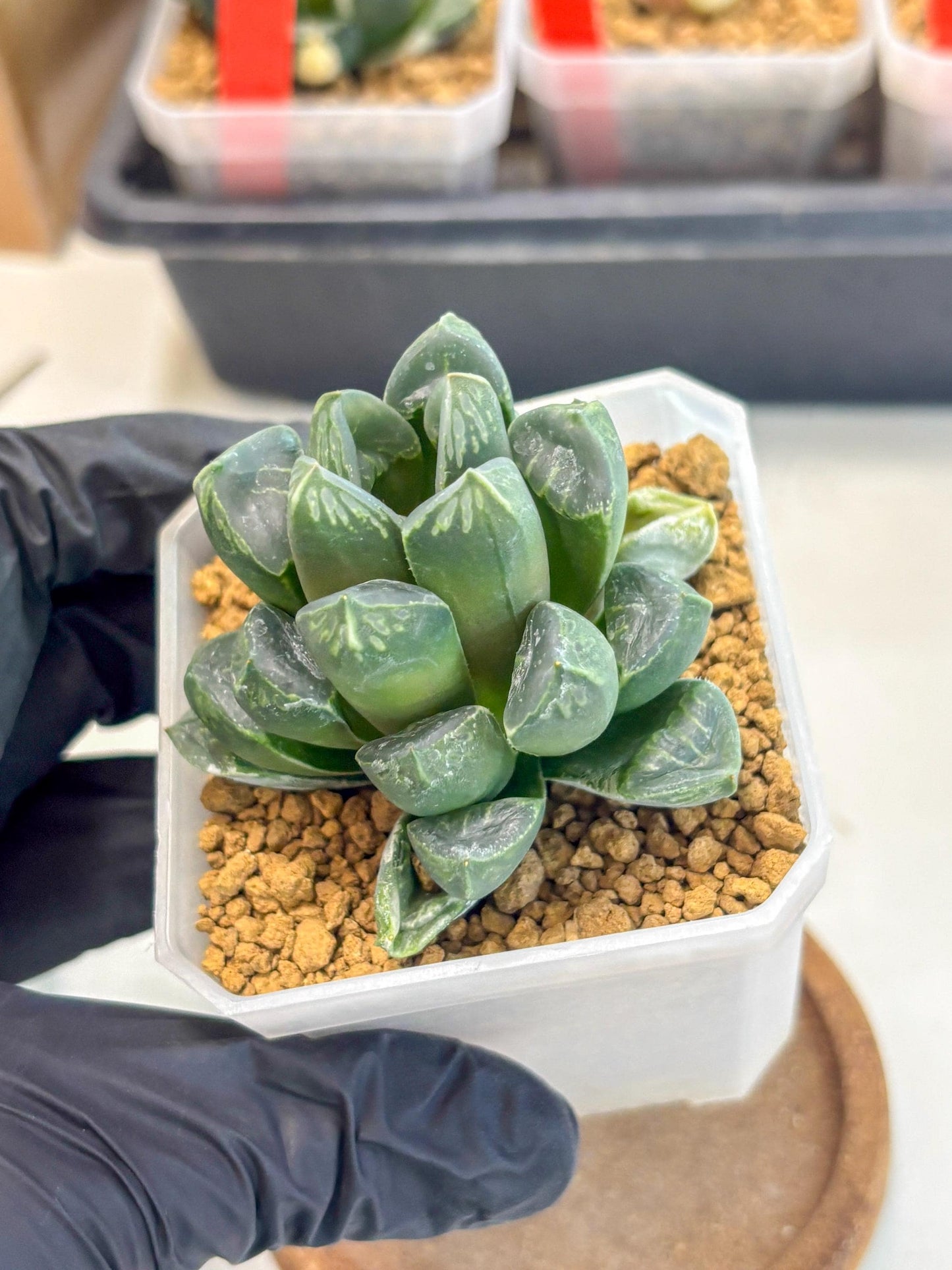 Haworthia Mutant ex. Japan (wa1) (1) | South Korea Import | Succulent