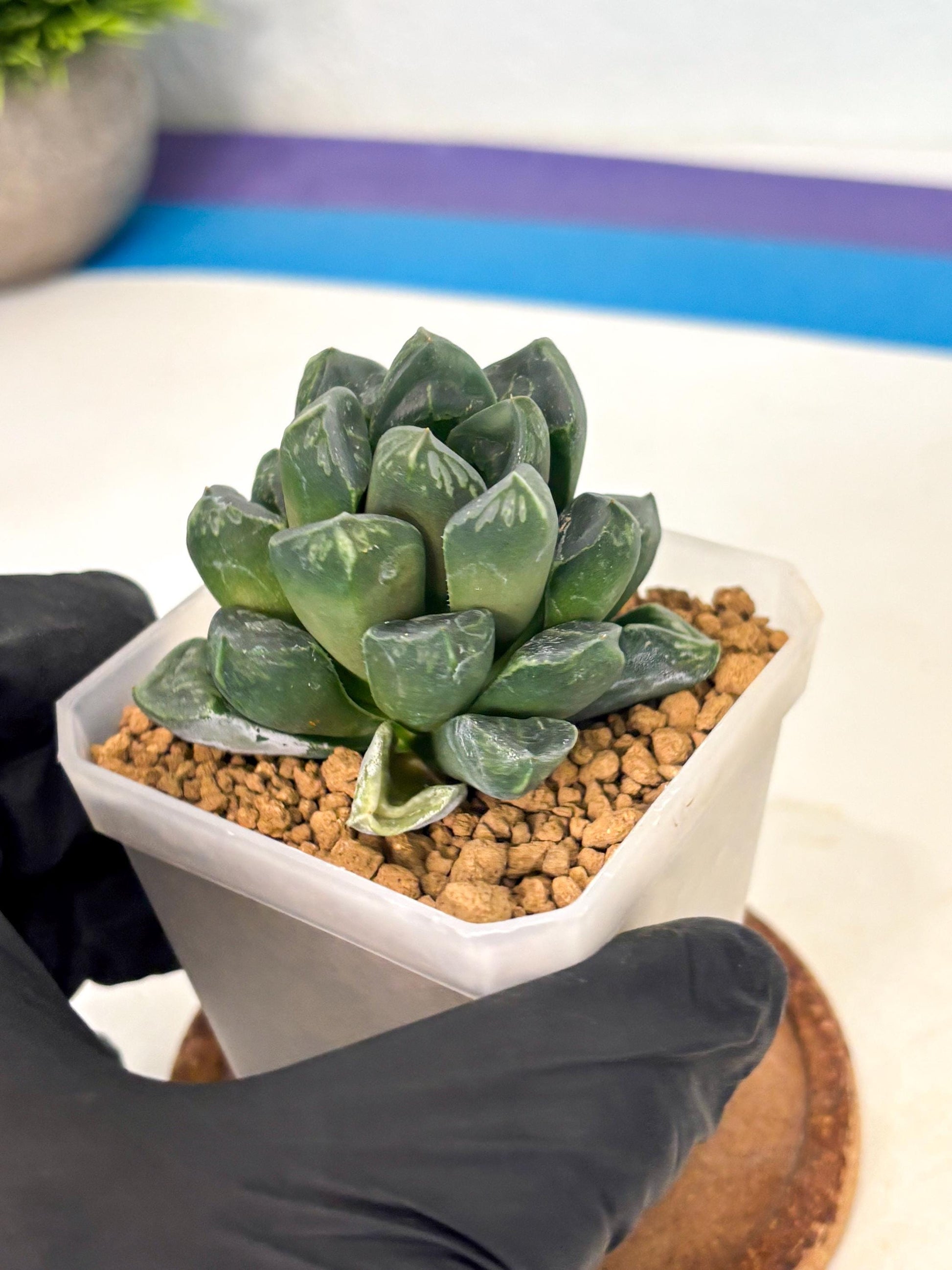 Haworthia Mutant ex. Japan (wa1) (1) | South Korea Import | Succulent
