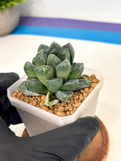 Haworthia Mutant ex. Japan (wa1) (1) | South Korea Import | Succulent