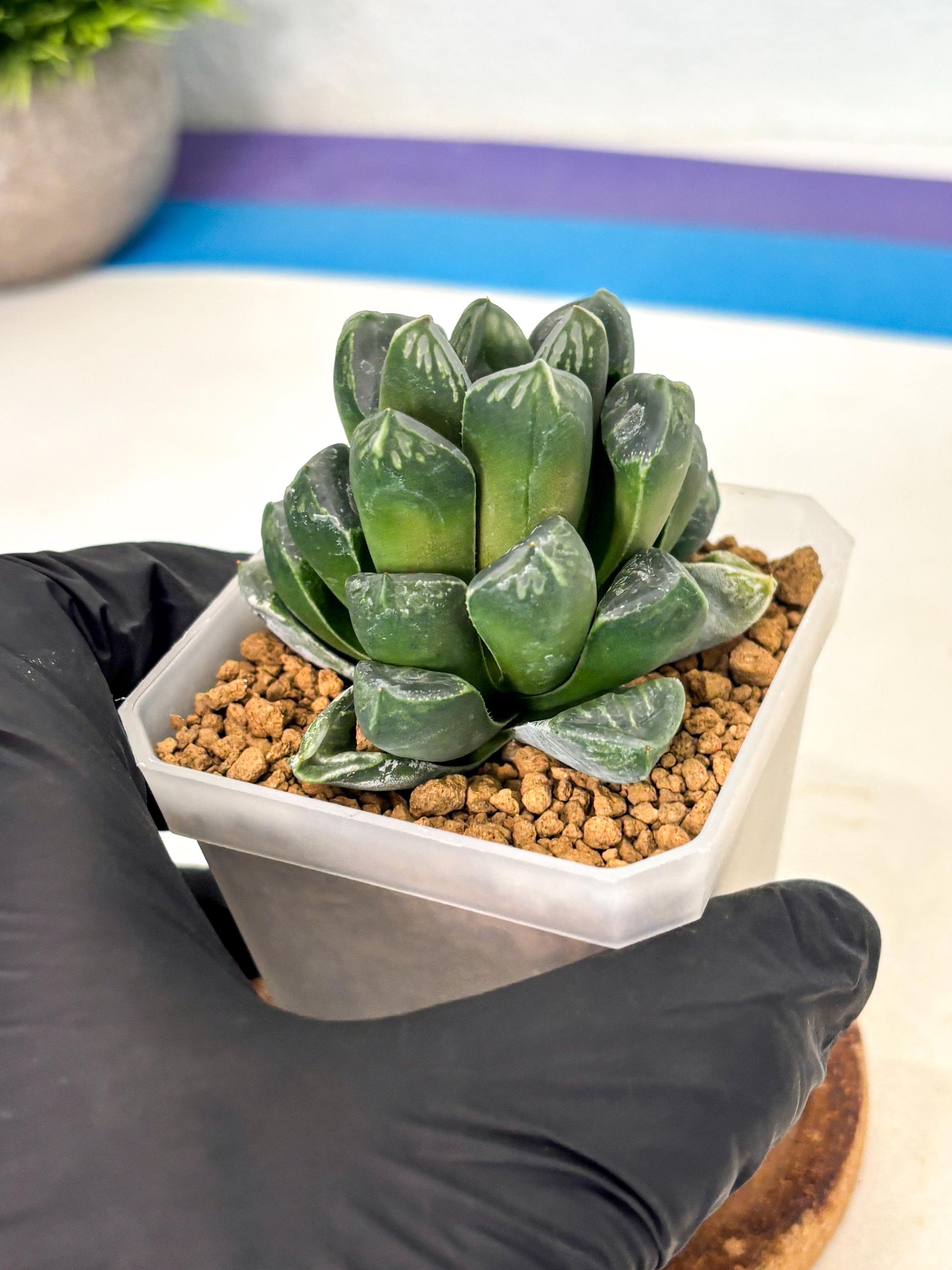 Haworthia Mutant ex. Japan (wa1) (1) | South Korea Import | Succulent