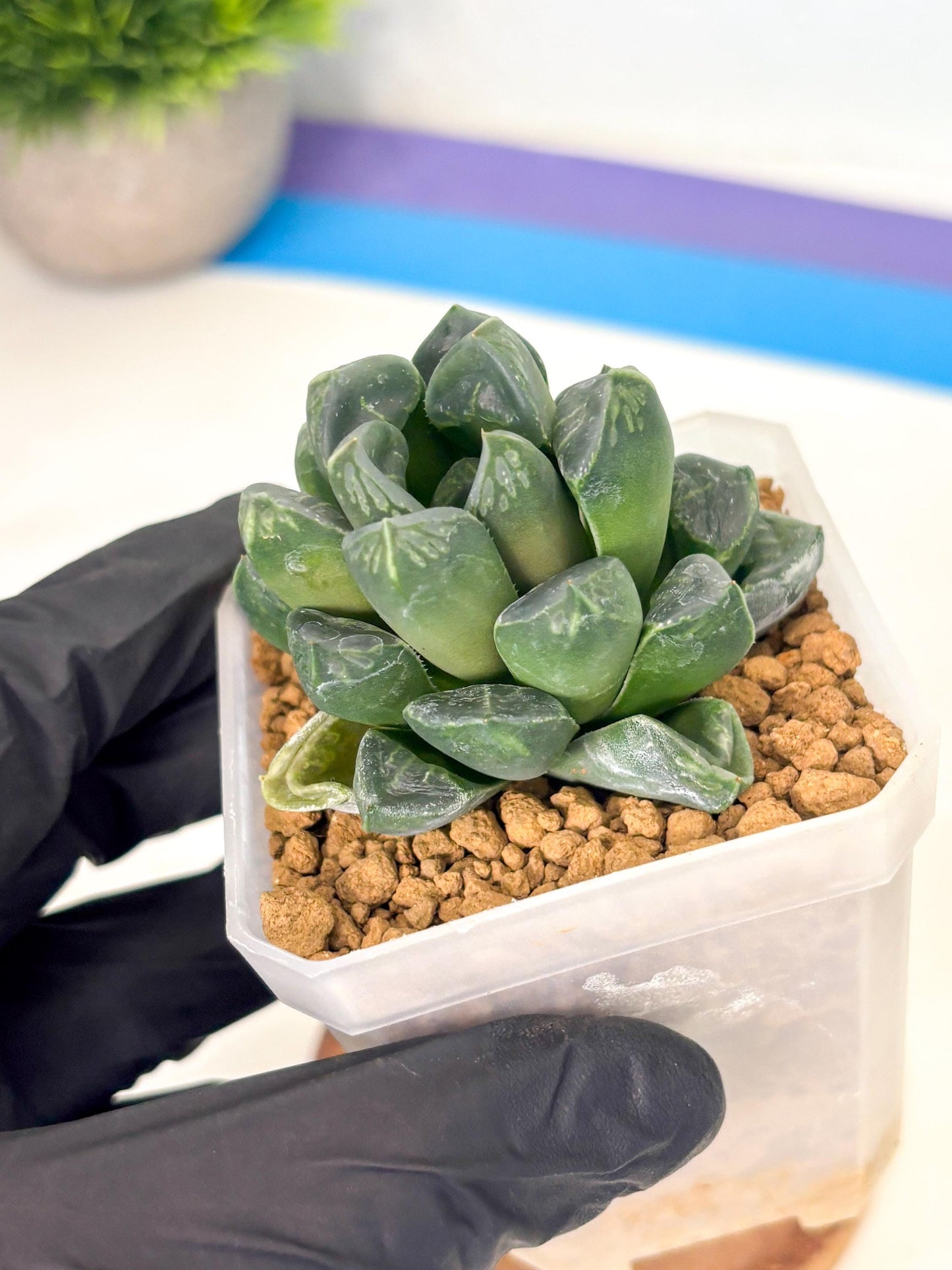 Haworthia Mutant ex. Japan (wa1) (1) | South Korea Import | Succulent