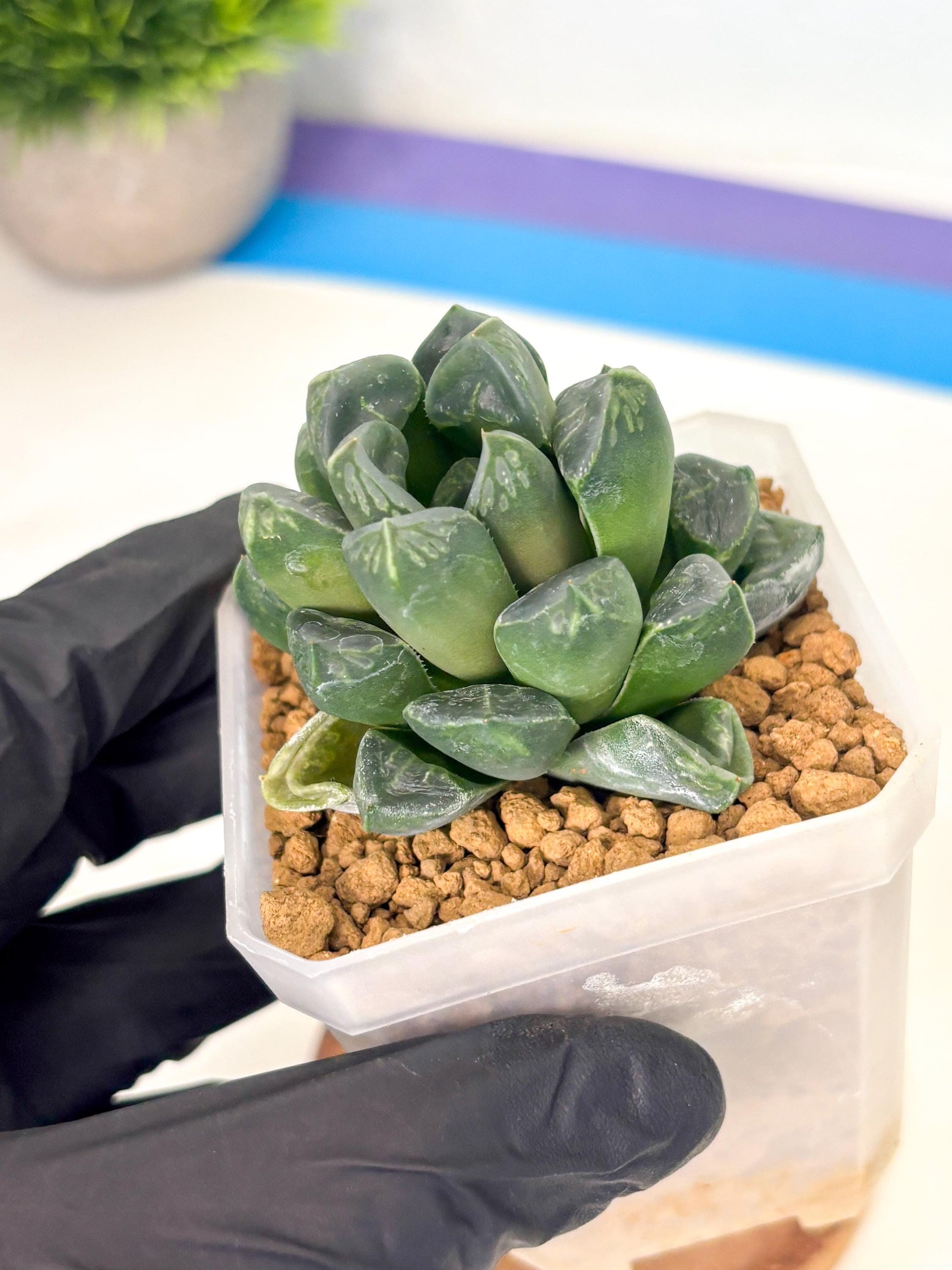 Haworthia Mutant ex. Japan (wa1) (1) | South Korea Import | Succulent