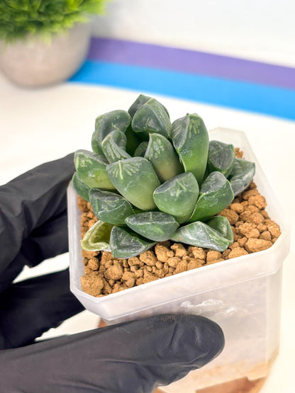 Haworthia Mutant ex. Japan (wa1) (1) | South Korea Import | Succulent