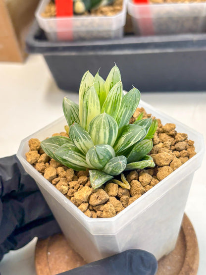 Haworthia Obtusa Light (wa1) (2) | South Korea Import | Succulent