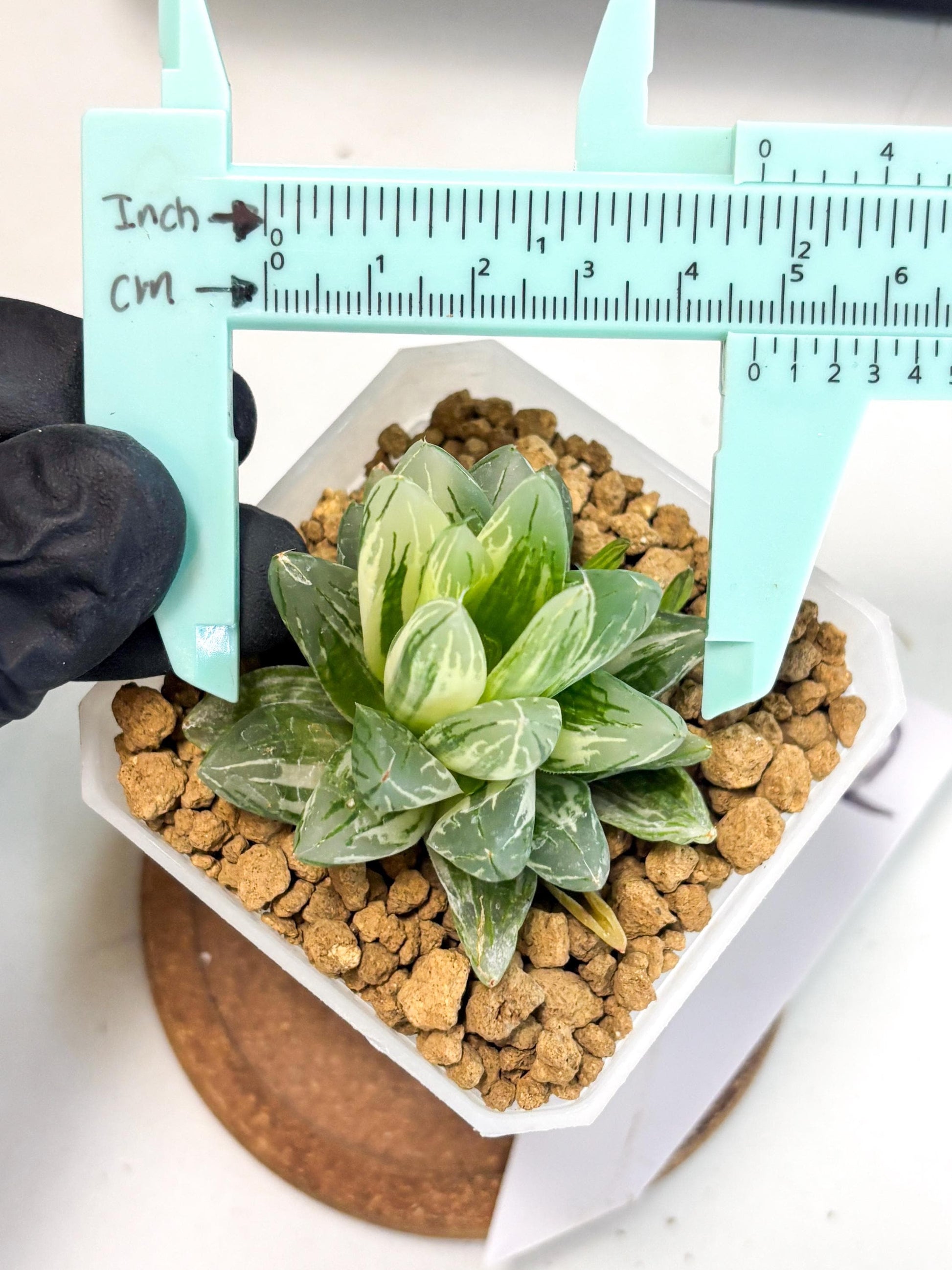 Haworthia Obtusa Light (wa1) (2) | South Korea Import | Succulent