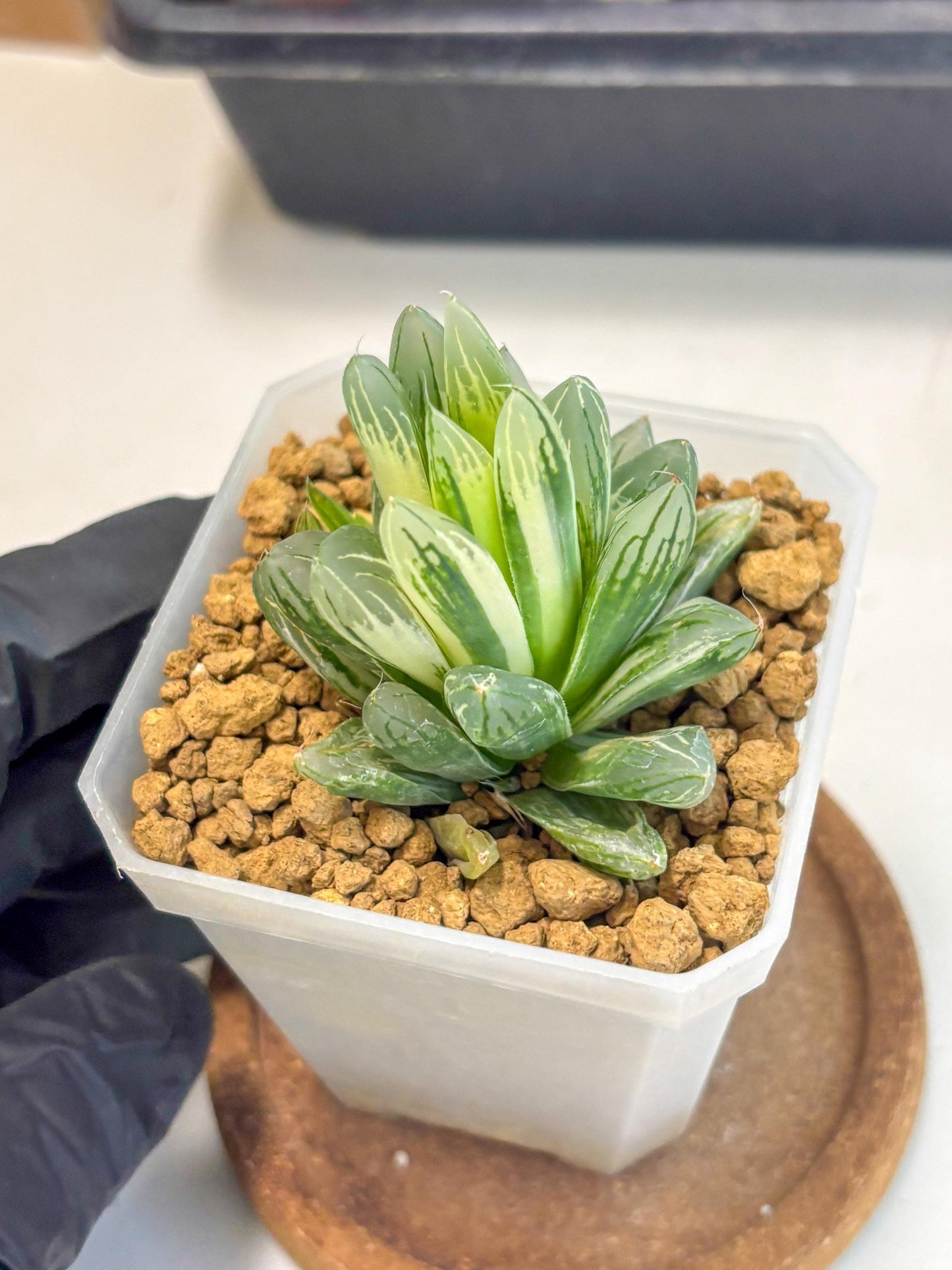 Haworthia Obtusa Light (wa1) (2) | South Korea Import | Succulent