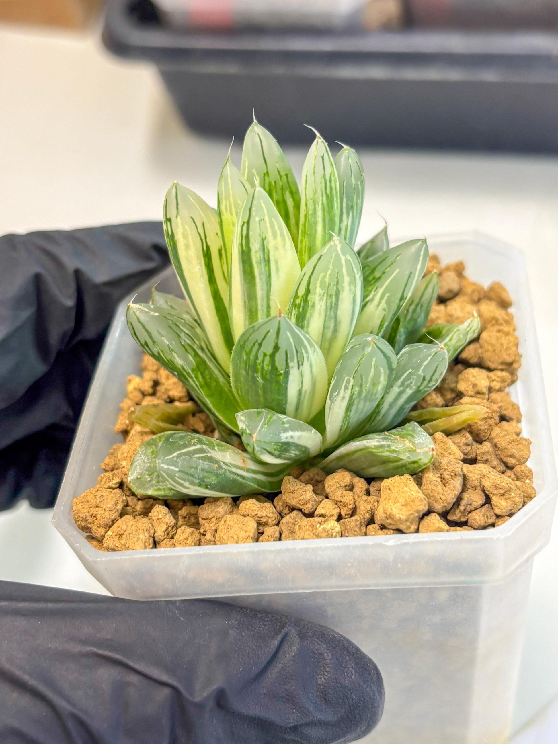 Haworthia Obtusa Light (wa1) (2) | South Korea Import | Succulent