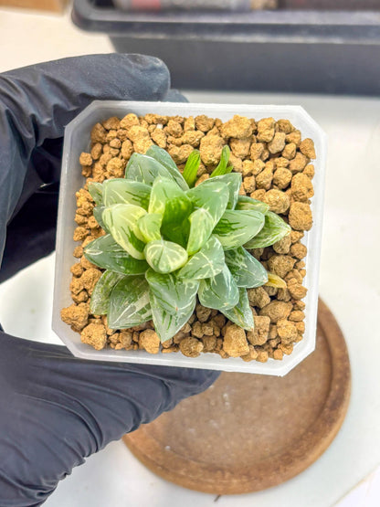 Haworthia Obtusa Light (wa1) (2) | South Korea Import | Succulent