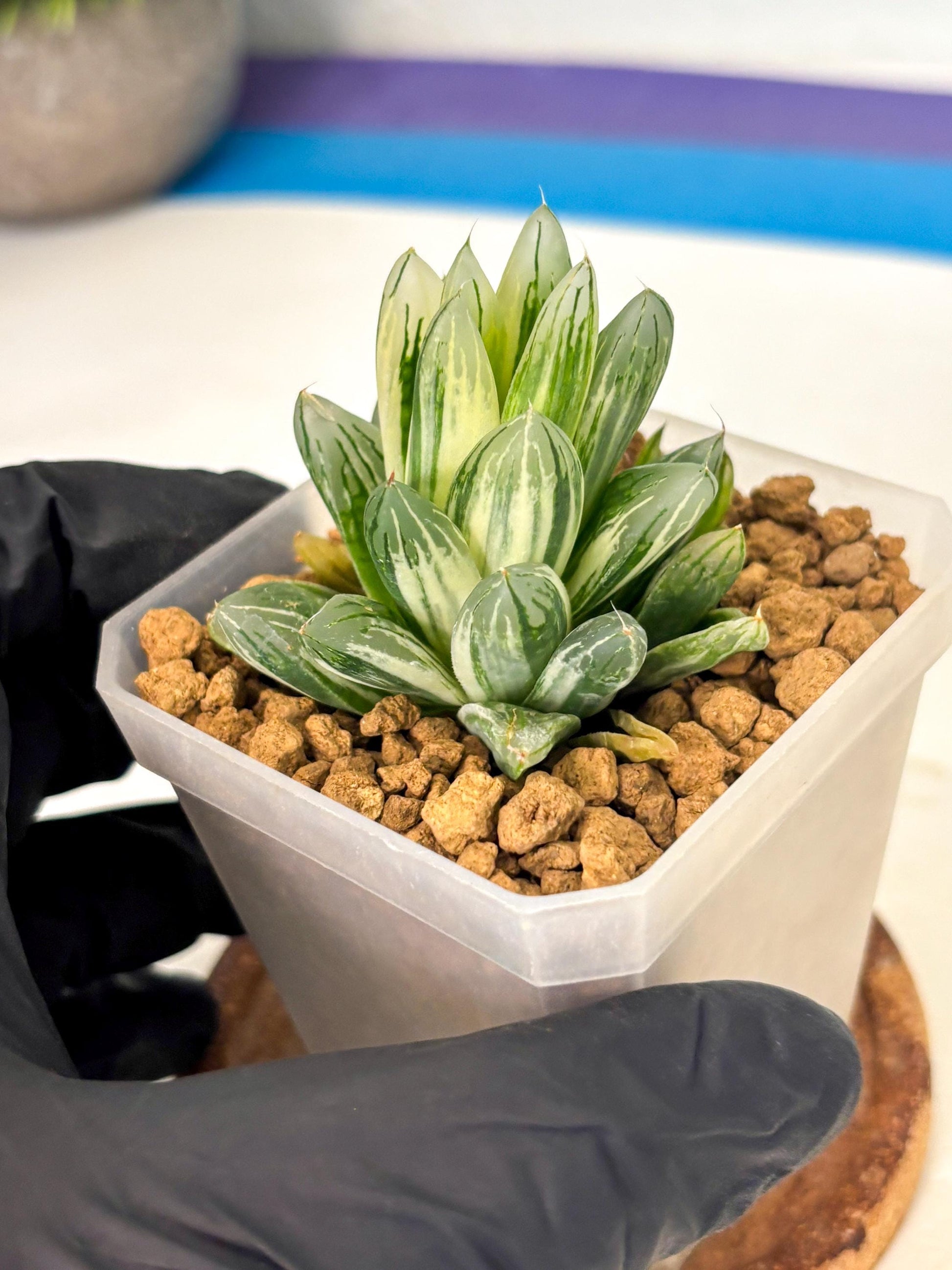 Haworthia Obtusa Light (wa1) (2) | South Korea Import | Succulent
