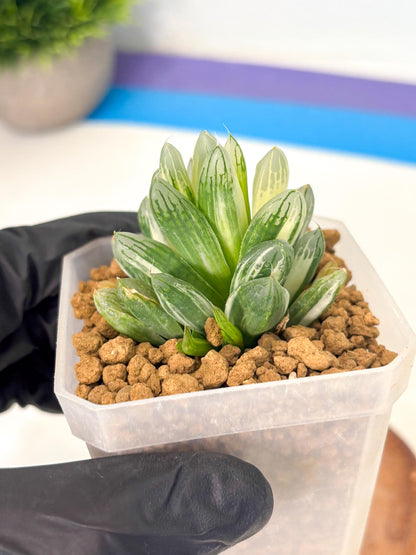 Haworthia Obtusa Light (wa1) (2) | South Korea Import | Succulent