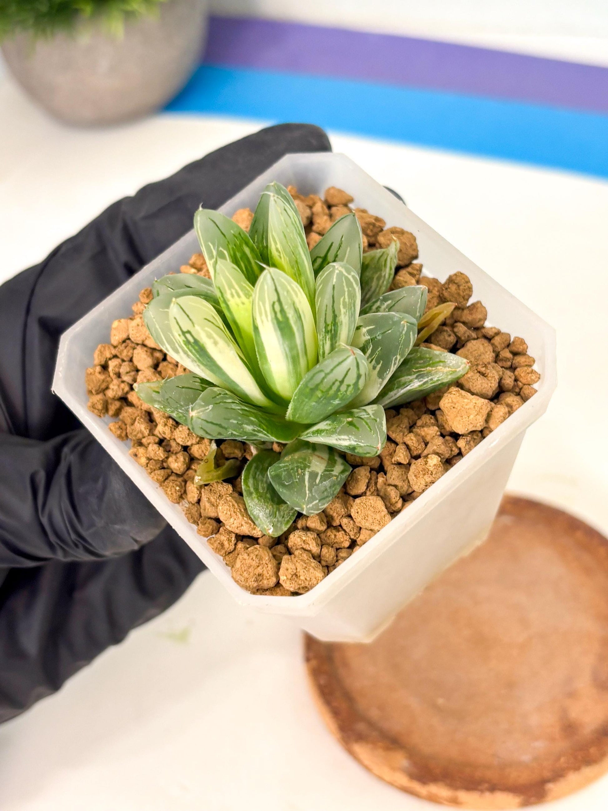 Haworthia Obtusa Light (wa1) (2) | South Korea Import | Succulent
