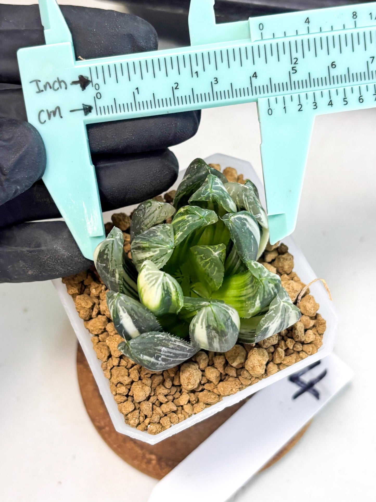 Haworthia Obtusa Hyb Var (wa1) (4) | South Korea Import | Succulent