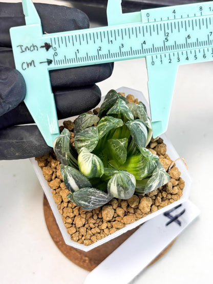 Haworthia Obtusa Hyb Var (wa1) (4) | South Korea Import | Succulent