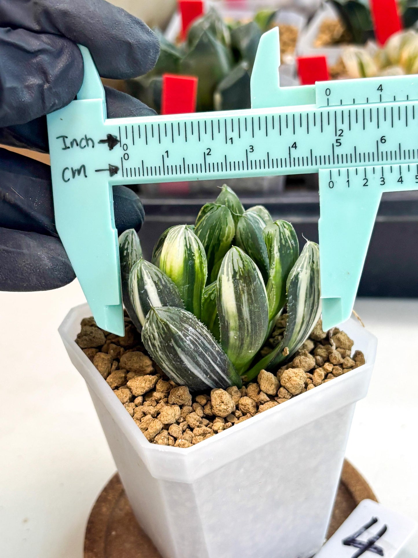 Haworthia Obtusa Hyb Var (wa1) (4) | South Korea Import | Succulent