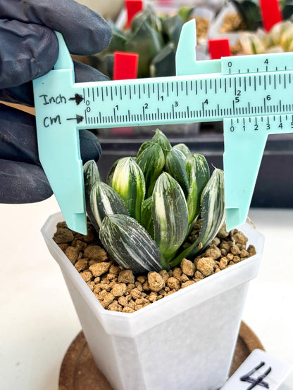 Haworthia Obtusa Hyb Var (wa1) (4) | South Korea Import | Succulent