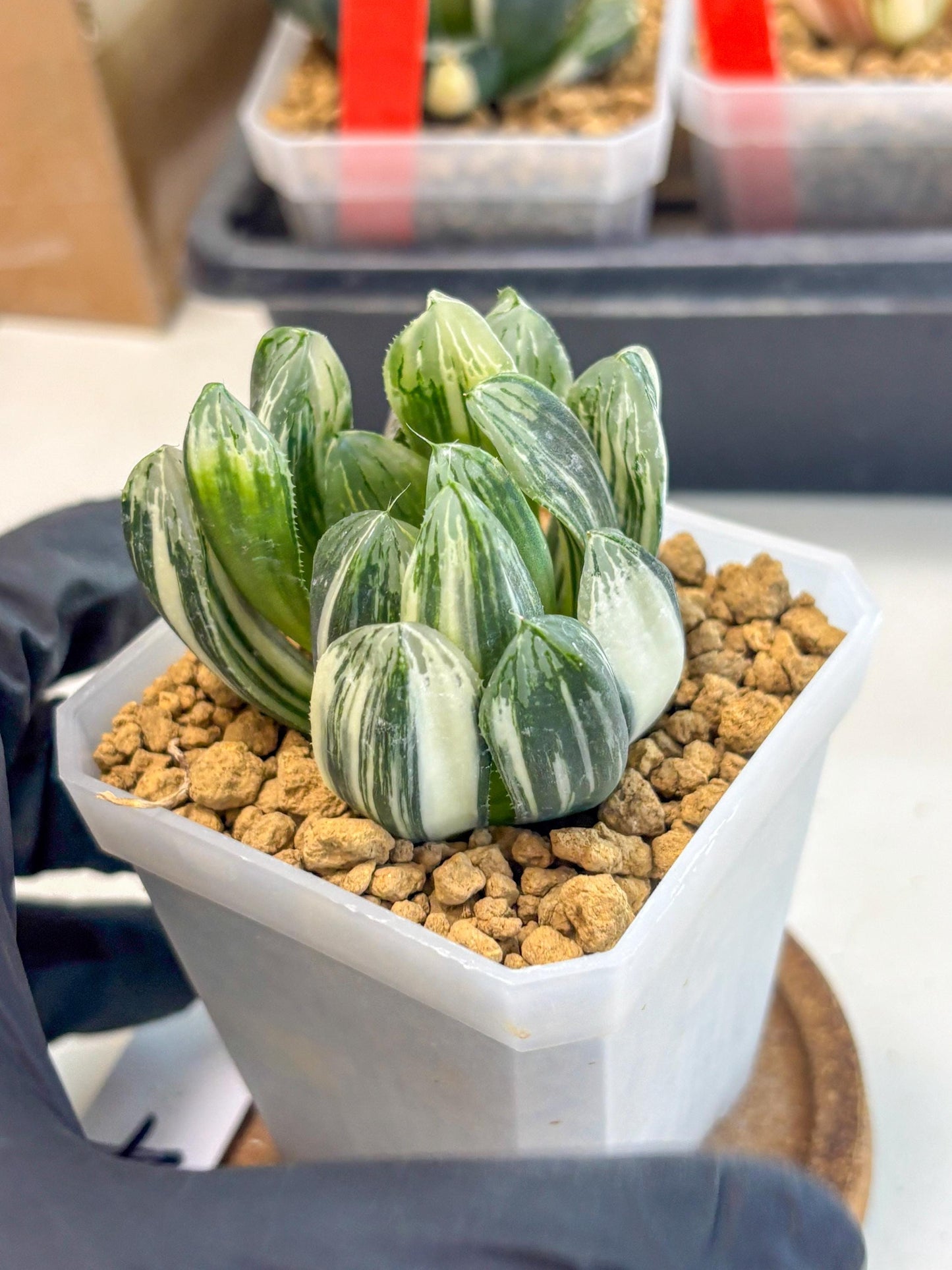 Haworthia Obtusa Hyb Var (wa1) (4) | South Korea Import | Succulent