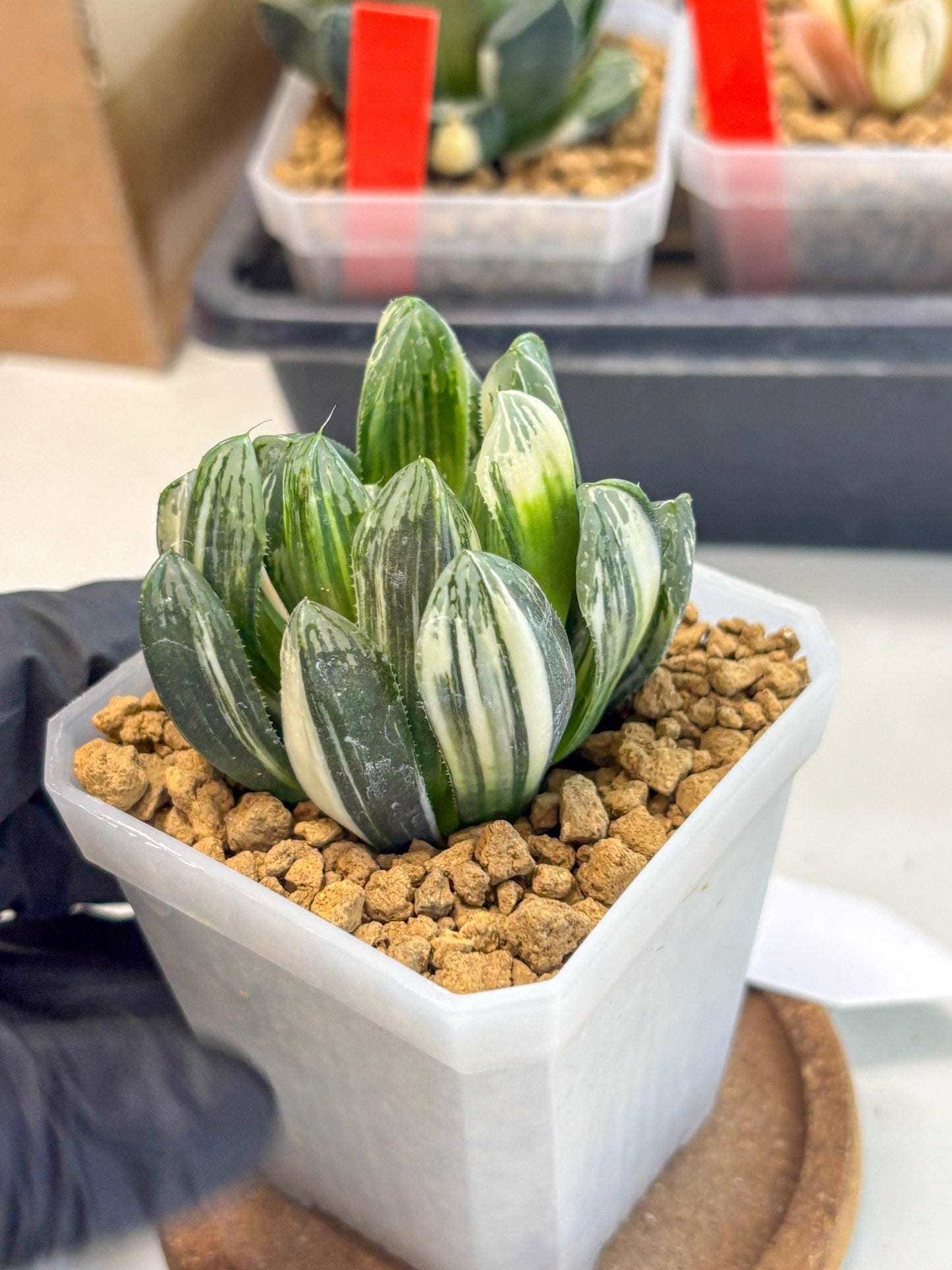 Haworthia Obtusa Hyb Var (wa1) (4) | South Korea Import | Succulent