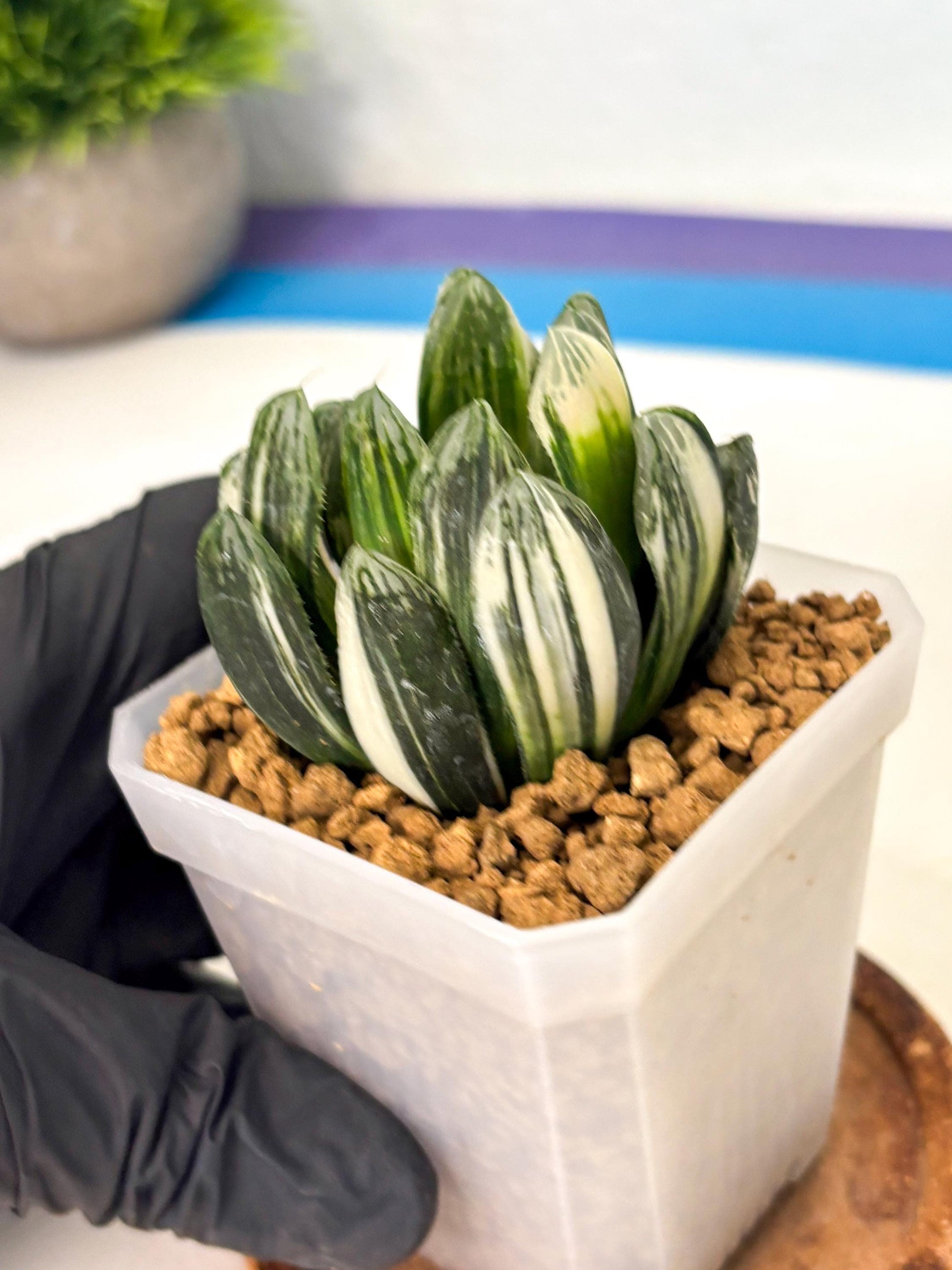 Haworthia Obtusa Hyb Var (wa1) (4) | South Korea Import | Succulent