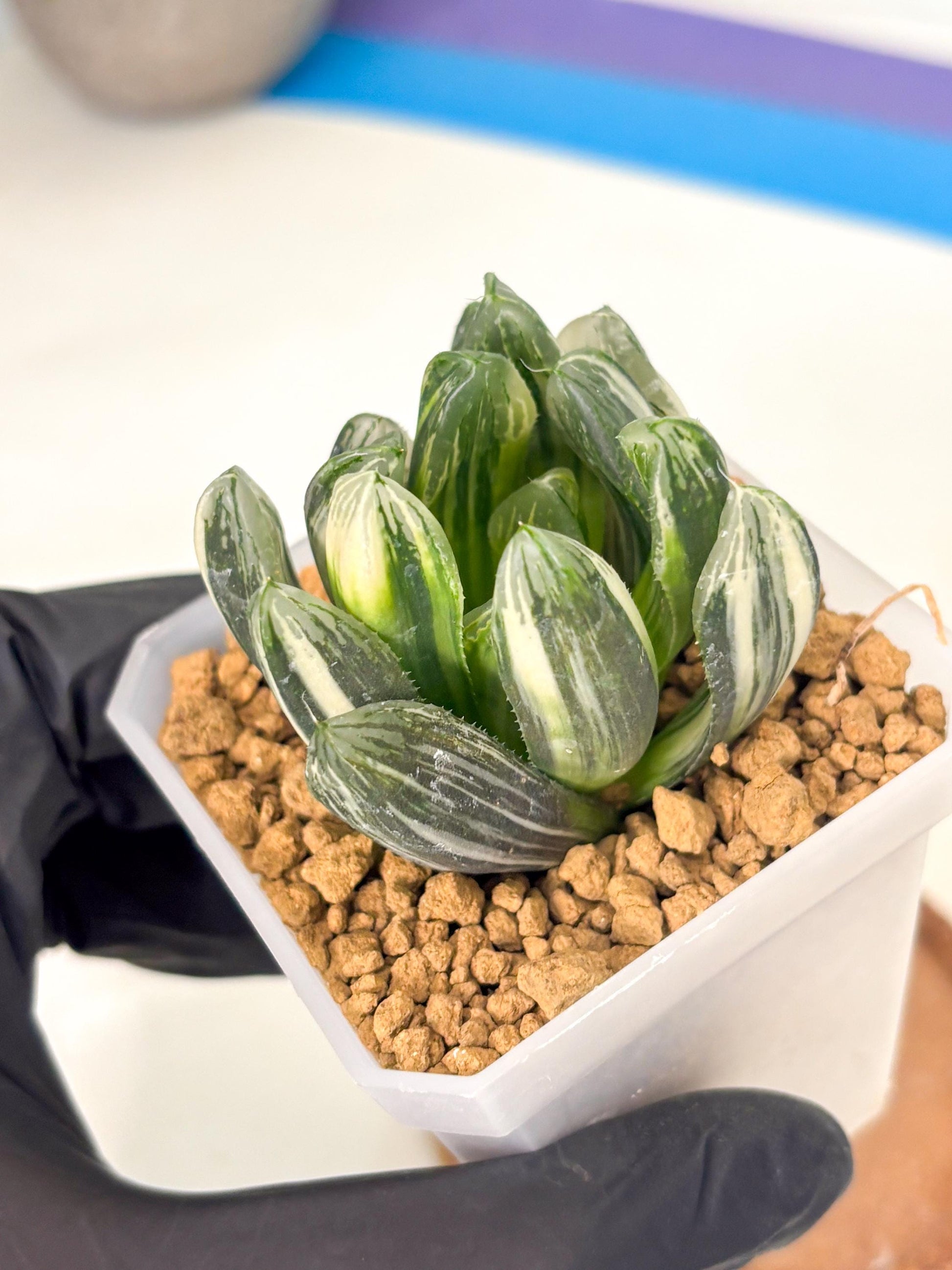 Haworthia Obtusa Hyb Var (wa1) (4) | South Korea Import | Succulent