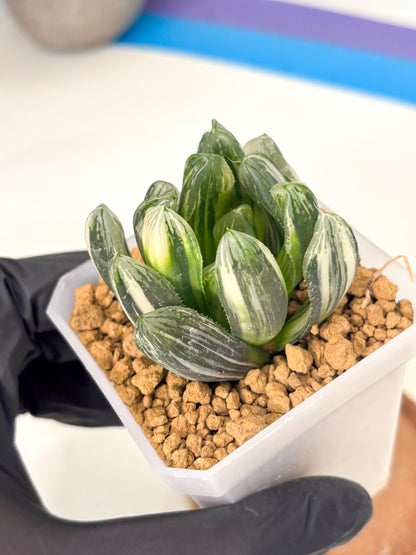 Haworthia Obtusa Hyb Var (wa1) (4) | South Korea Import | Succulent