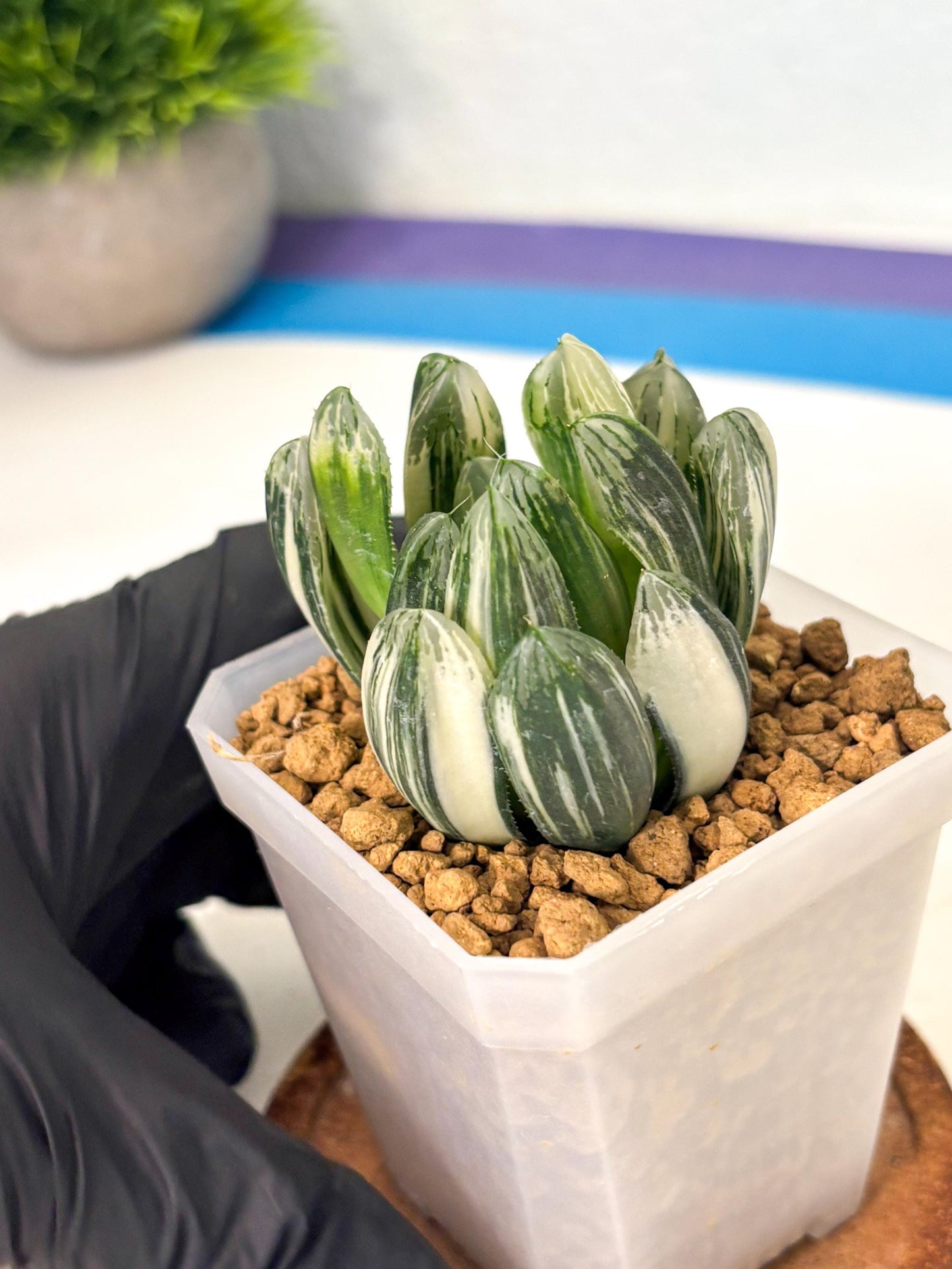 Haworthia Obtusa Hyb Var (wa1) (4) | South Korea Import | Succulent