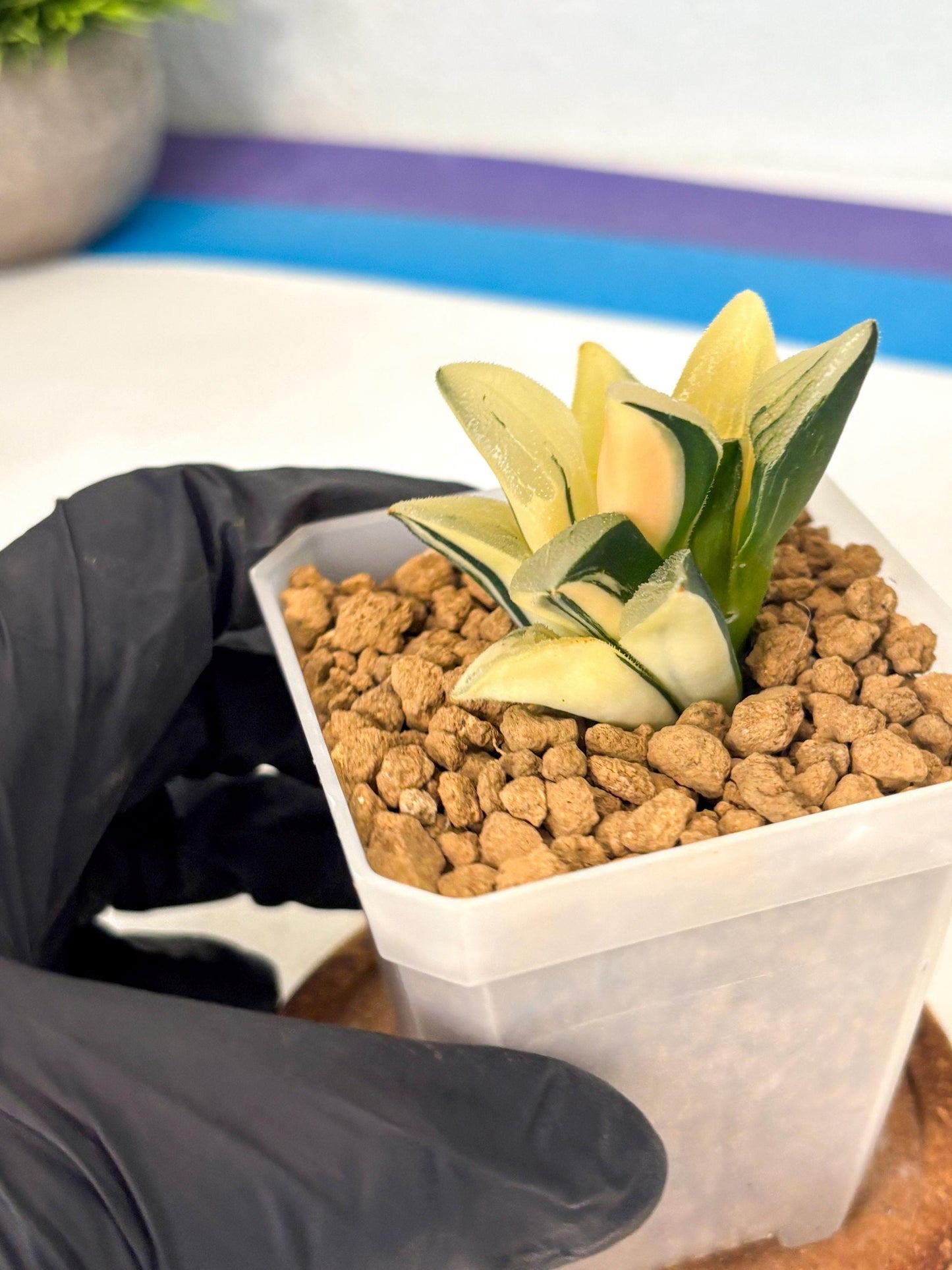 Haworthia Pygmaea Var (wa1) (5) | South Korea Import | Succulent