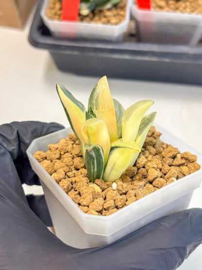 Haworthia Pygmaea Var (wa1) (5) | South Korea Import | Succulent