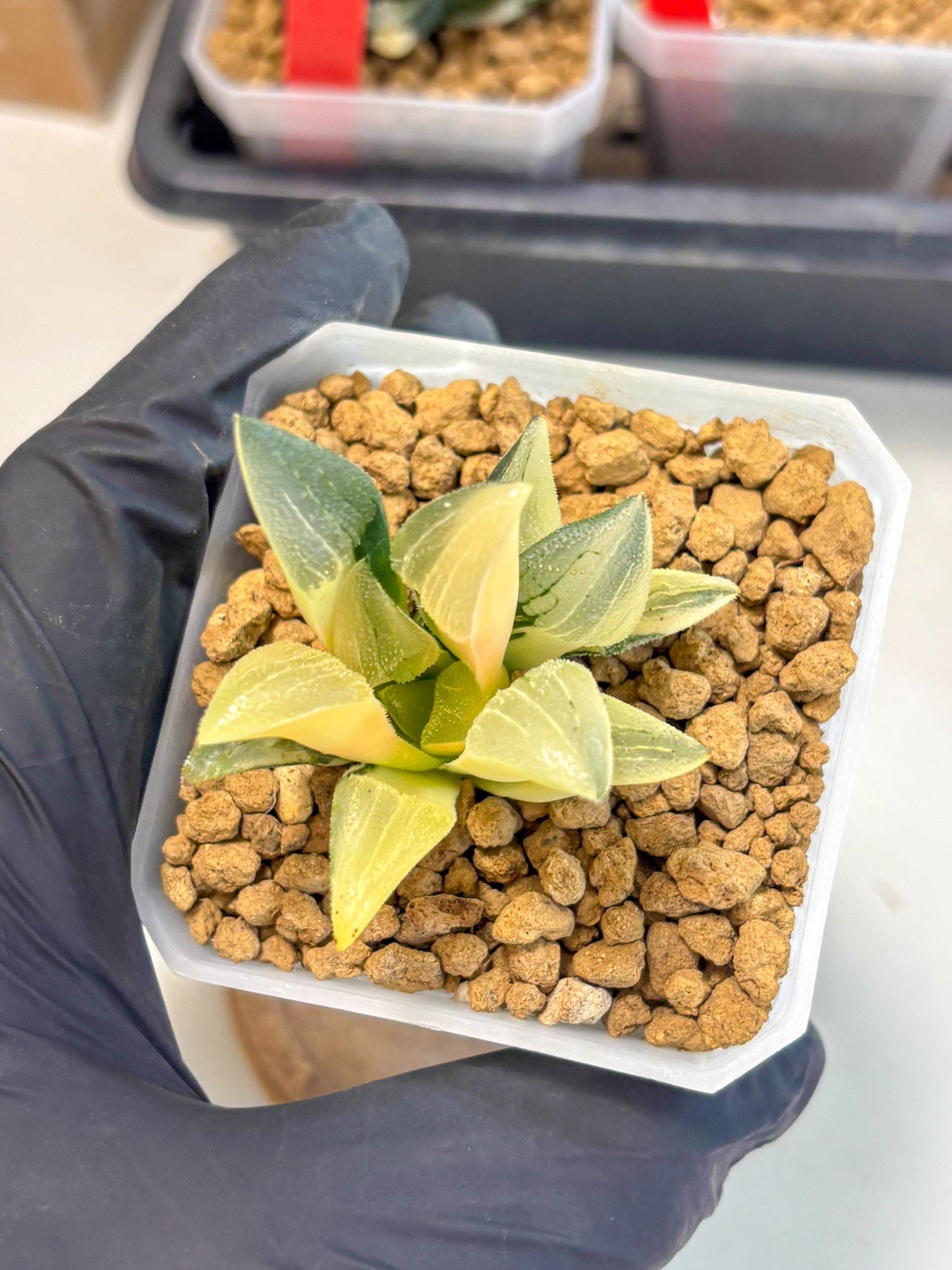Haworthia Pygmaea Var (wa1) (5) | South Korea Import | Succulent