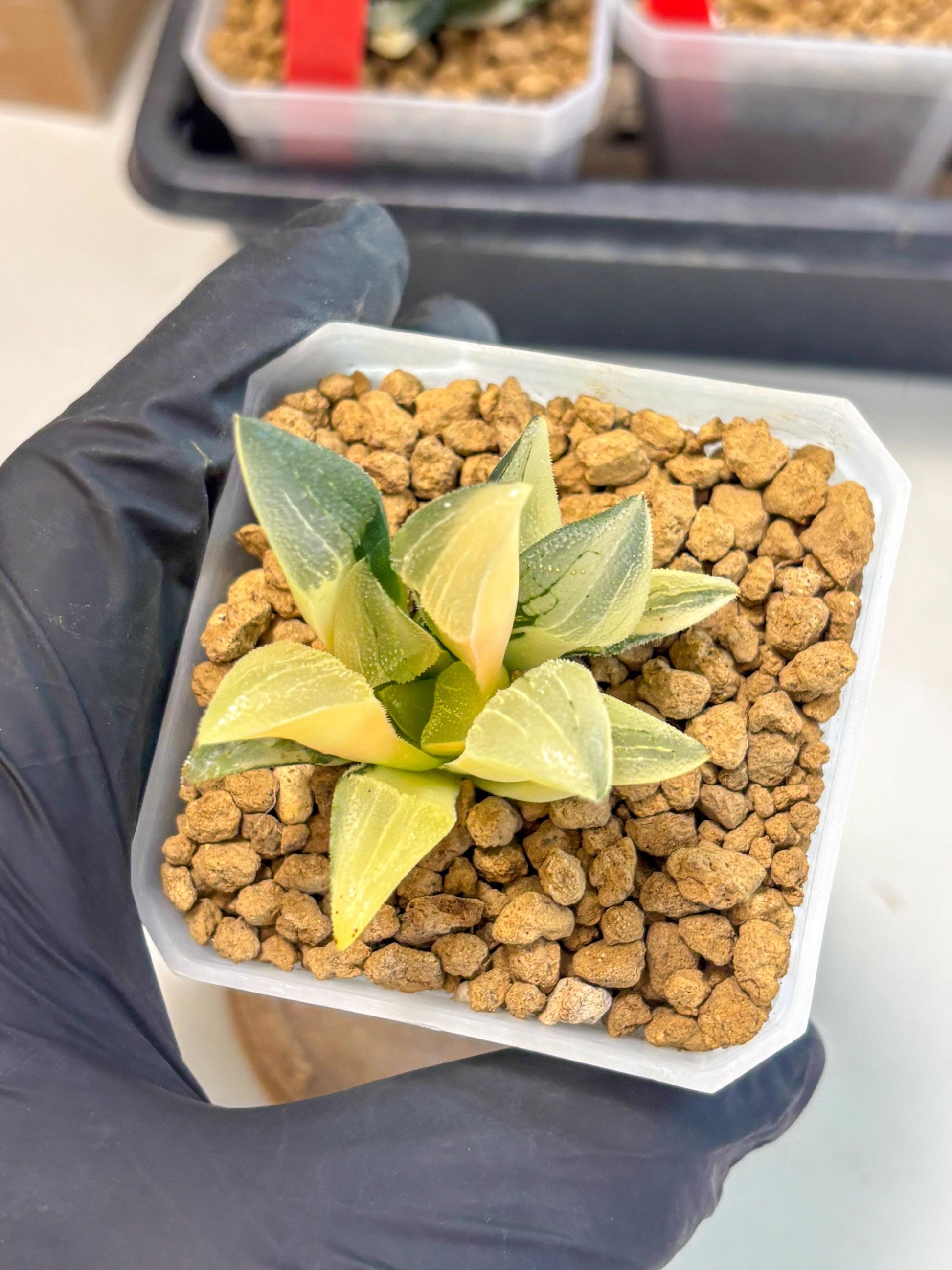 Haworthia Pygmaea Var (wa1) (5) | South Korea Import | Succulent