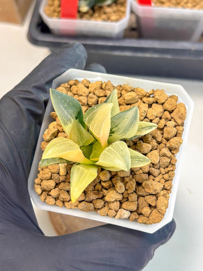 Haworthia Pygmaea Var (wa1) (5) | South Korea Import | Succulent
