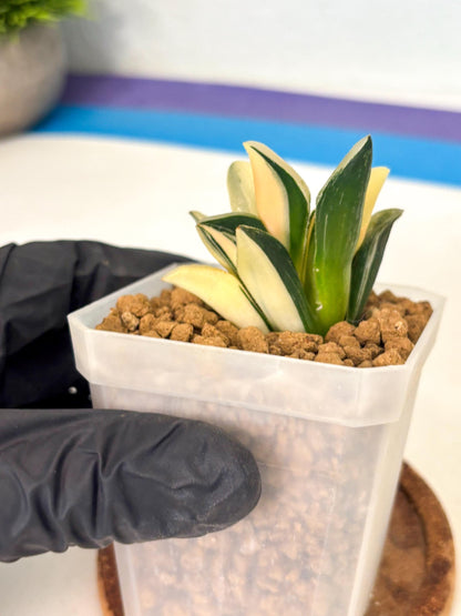 Haworthia Pygmaea Var (wa1) (5) | South Korea Import | Succulent