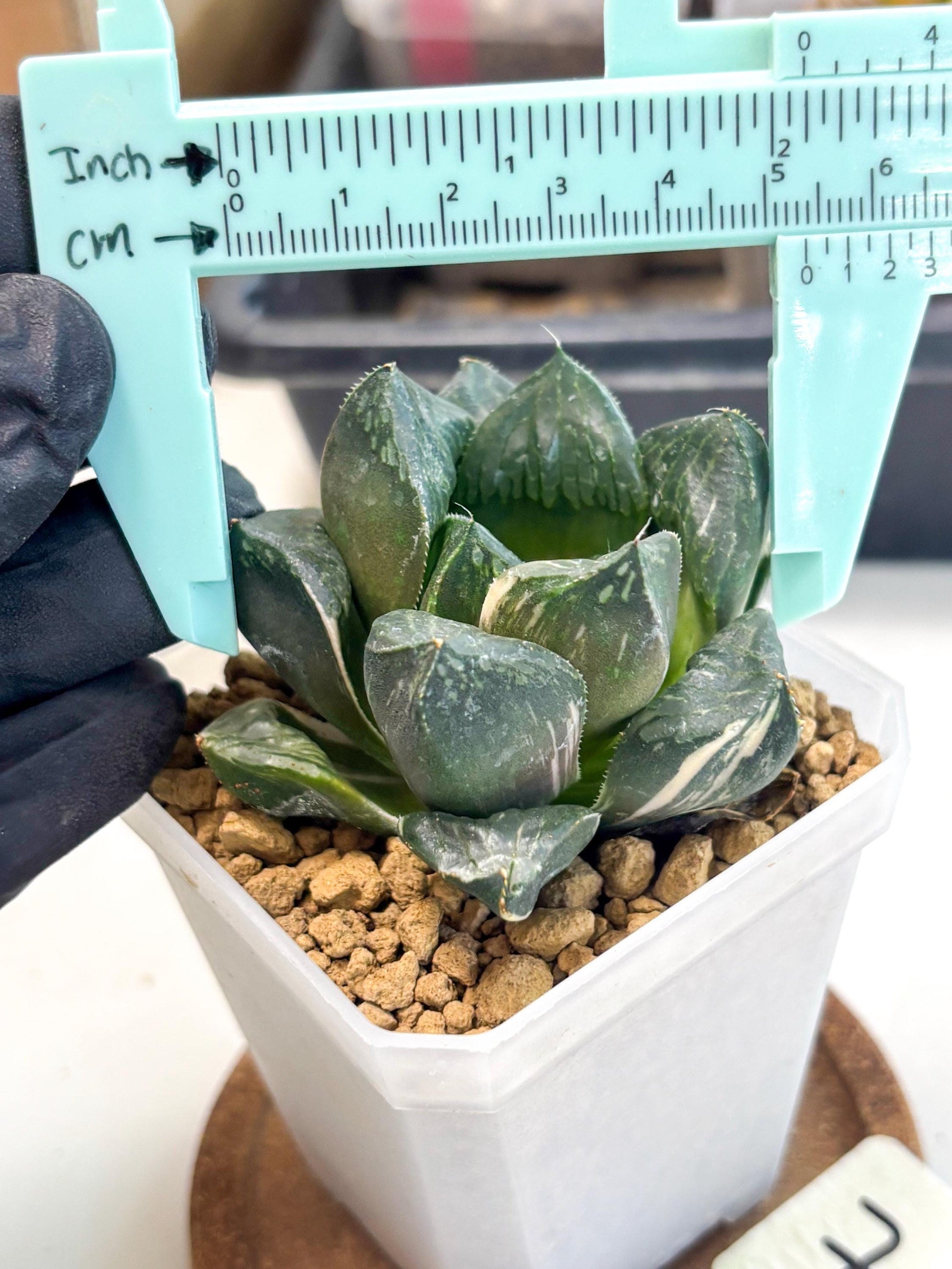 Haworthia Obtusa Hyb Var (wa1) (7) | South Korea Import | Succulent