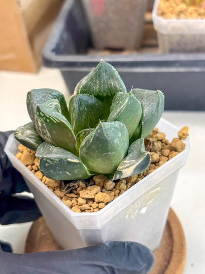 Haworthia Obtusa Hyb Var (wa1) (7) | South Korea Import | Succulent