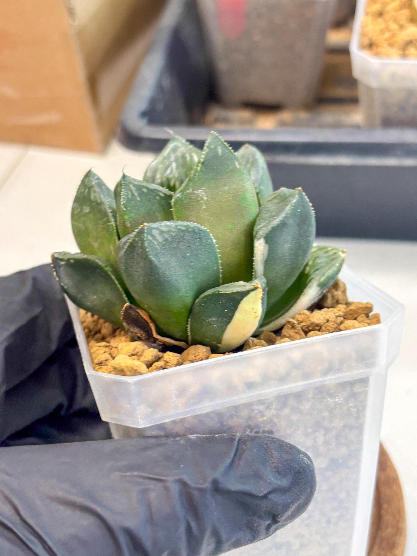 Haworthia Obtusa Hyb Var (wa1) (7) | South Korea Import | Succulent