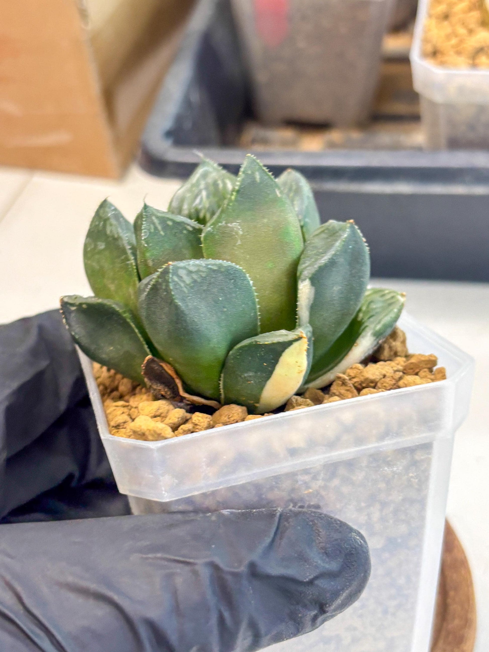 Haworthia Obtusa Hyb Var (wa1) (7) | South Korea Import | Succulent
