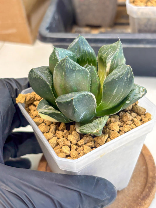 Haworthia Obtusa Hyb Var (wa1) (7) | South Korea Import | Succulent